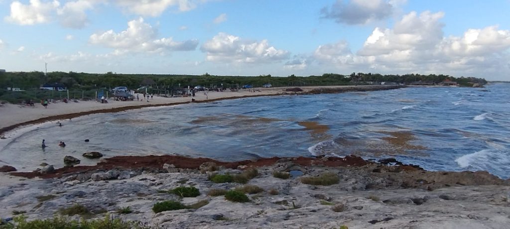 El sargazo en Quintana Roo será monitoreado con Inteligencia Artificial durante 2026 para prevenir afectaciones en playas turísticas.