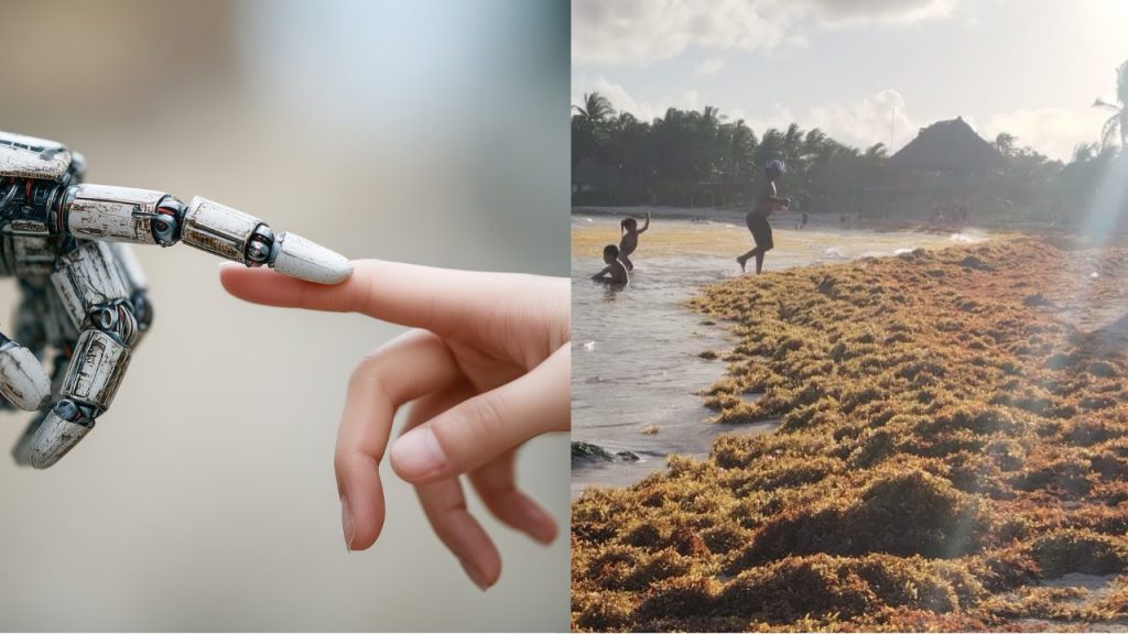 El sargazo en Quintana Roo será monitoreado con Inteligencia Artificial durante 2026 para prevenir afectaciones en playas turísticas.