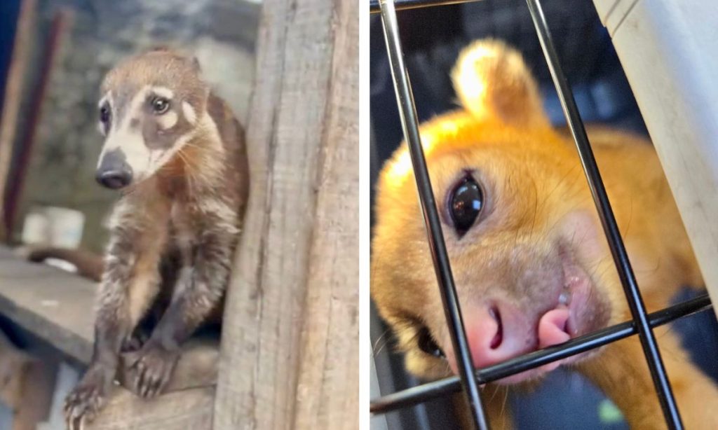Rescatan coatí endémico y mico de noche en Cozumel