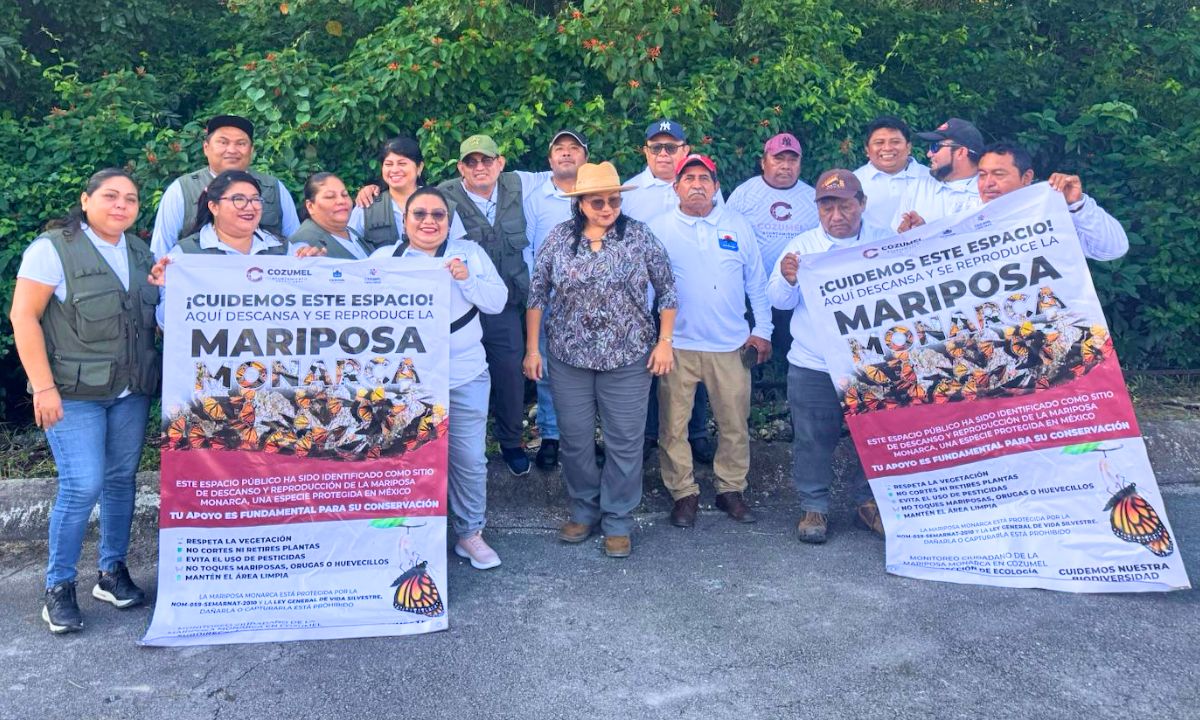 Cozumel se suma al monitoreo de la mariposa monarca en espacios urbanos