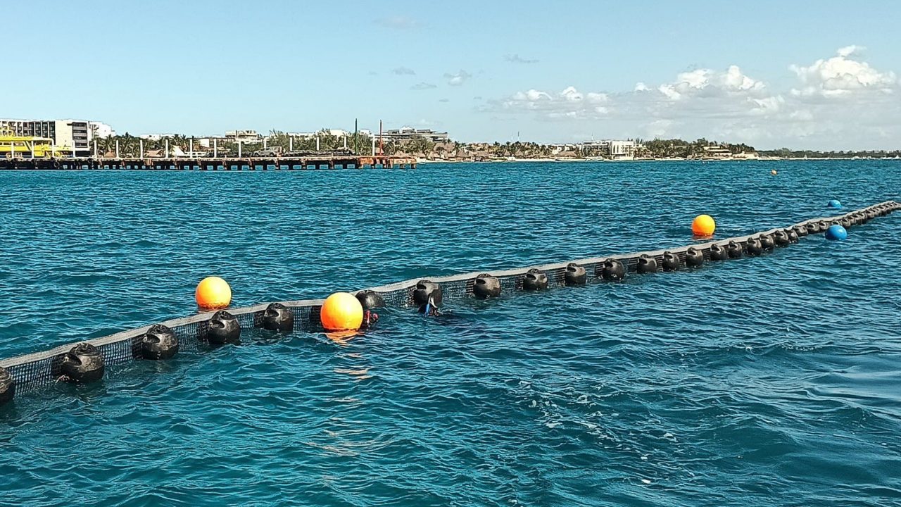 Trabajos de instalación de barreras anti sargazo en Playa del Carmen avanzan pese a la surada y el fuerte oleaje.