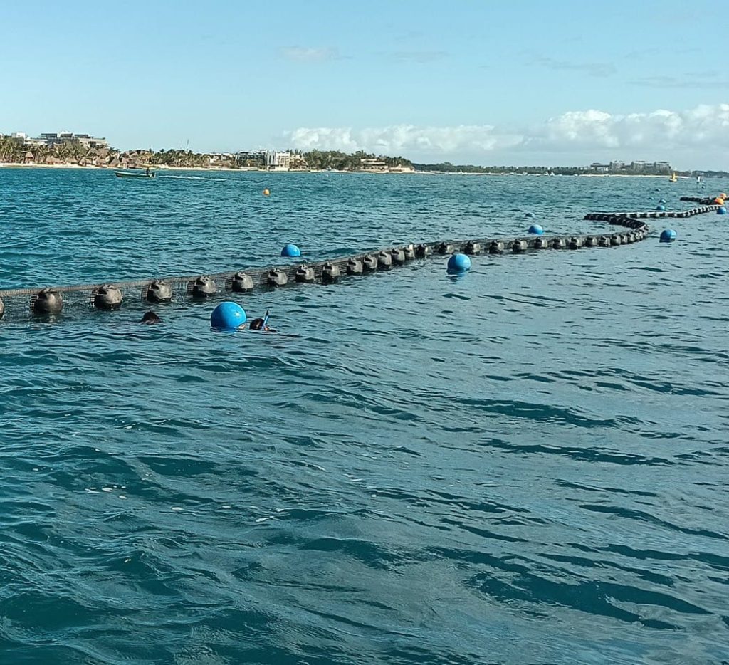 Trabajos de instalación de barreras anti sargazo en Playa del Carmen avanzan pese a la surada y el fuerte oleaje.