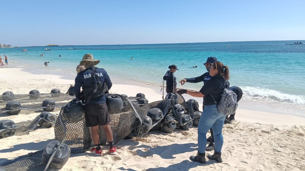 Trabajos de instalación de barreras anti sargazo en Playa del Carmen avanzan pese a la surada y el fuerte oleaje.