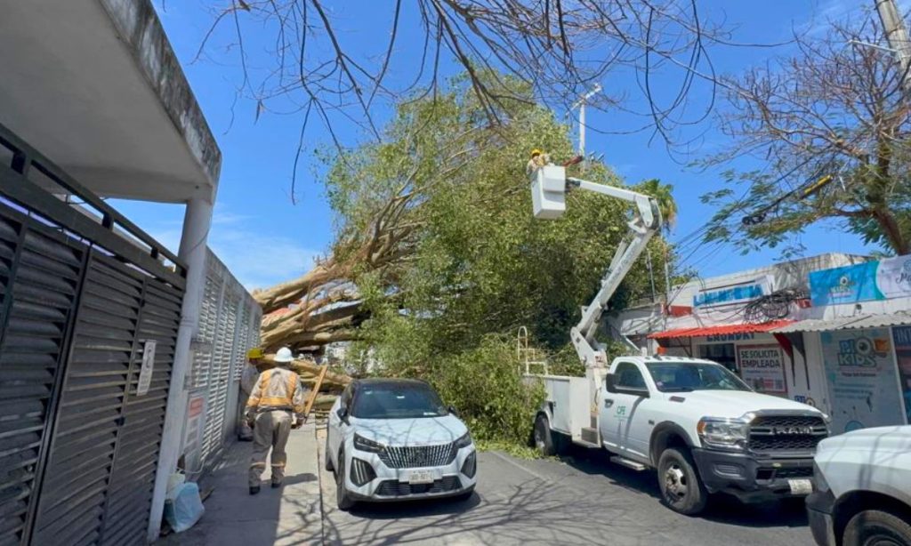 Clausuran obra por derribo de árbol en Playa del Carmen