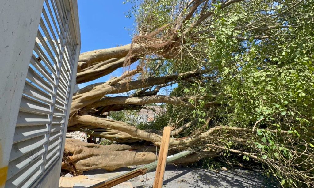 Clausuran obra por derribo de árbol en Playa del Carmen