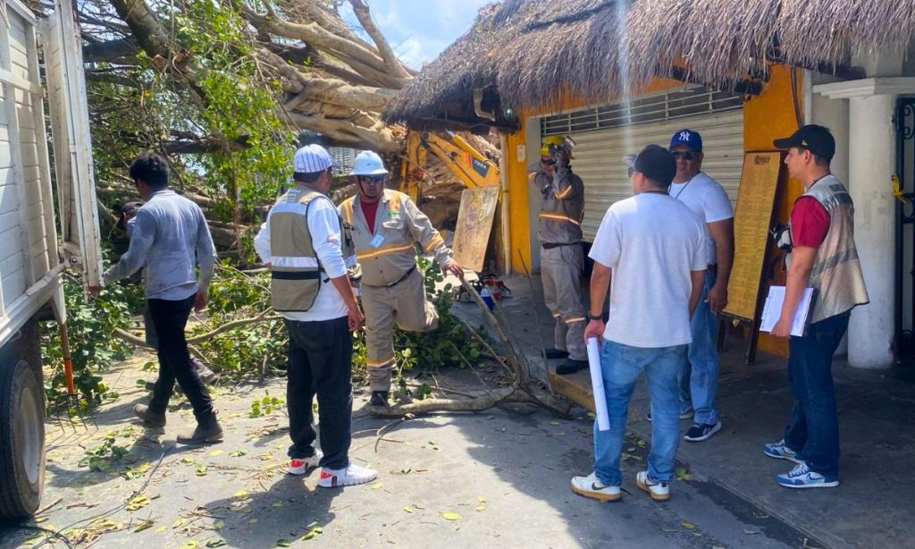 Clausuran obra por derribo de árbol en Playa del Carmen