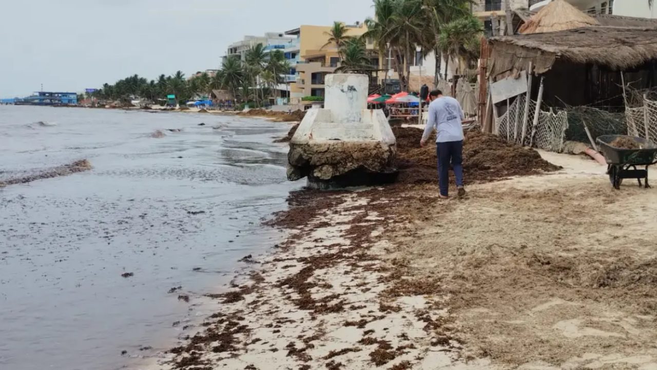 El sargazo en Playa del Carmen obliga al municipio a destinar 46 mdp para la limpieza de playas en 2026. 📸 Yolanda Aldana
