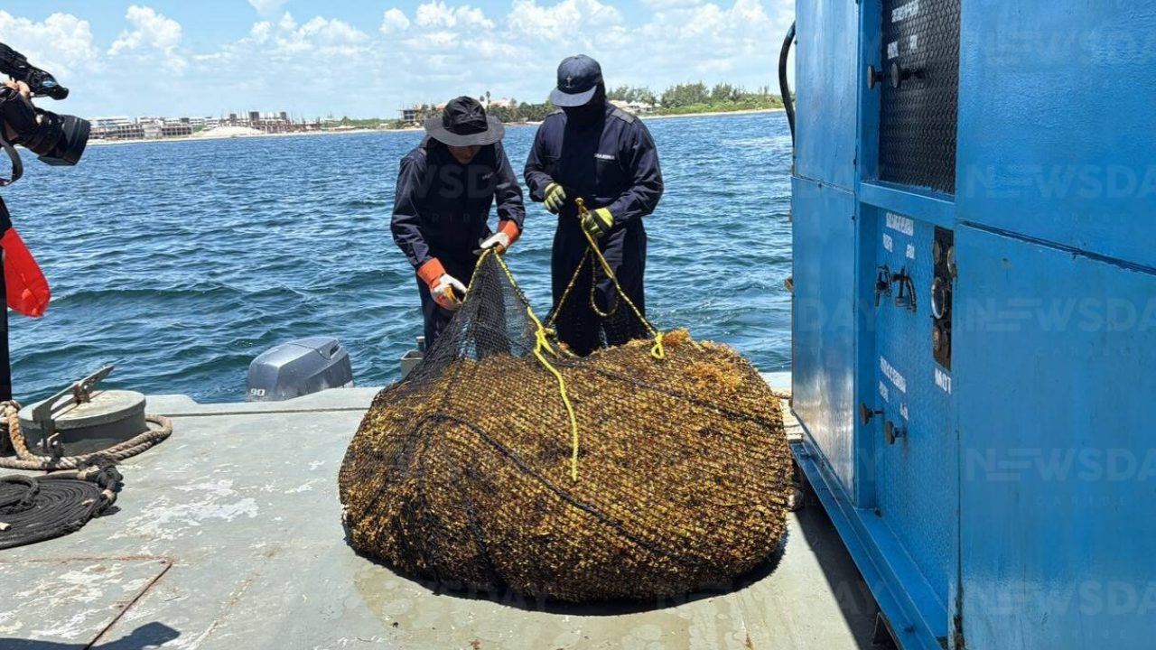 Reciclaje de sargazo en Quintana Roo: gobiernos locales buscan soluciones tecnológicas para la macroalga.📸 Paola Chiomante