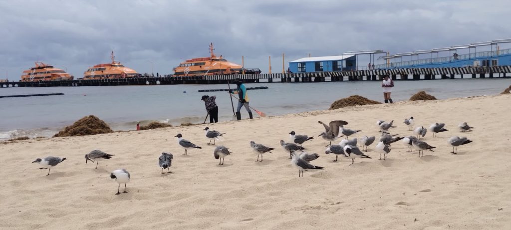 Reciclaje de sargazo en Quintana Roo: gobiernos locales buscan soluciones tecnológicas para la macroalga.