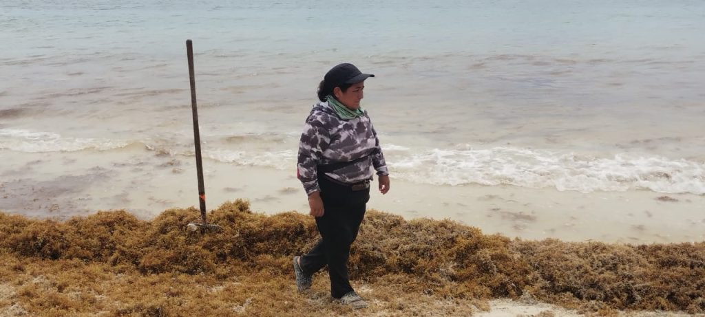 Reciclaje de sargazo en Quintana Roo: gobiernos locales buscan soluciones tecnológicas para la macroalga.