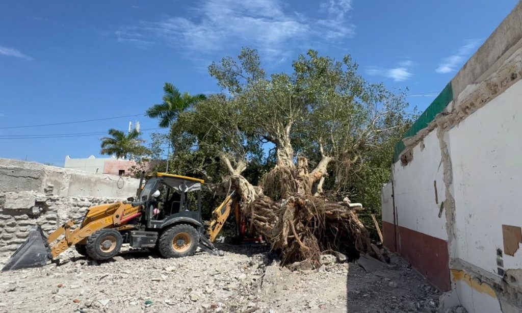 Clausuran obra por derribo de árbol en Playa del Carmen