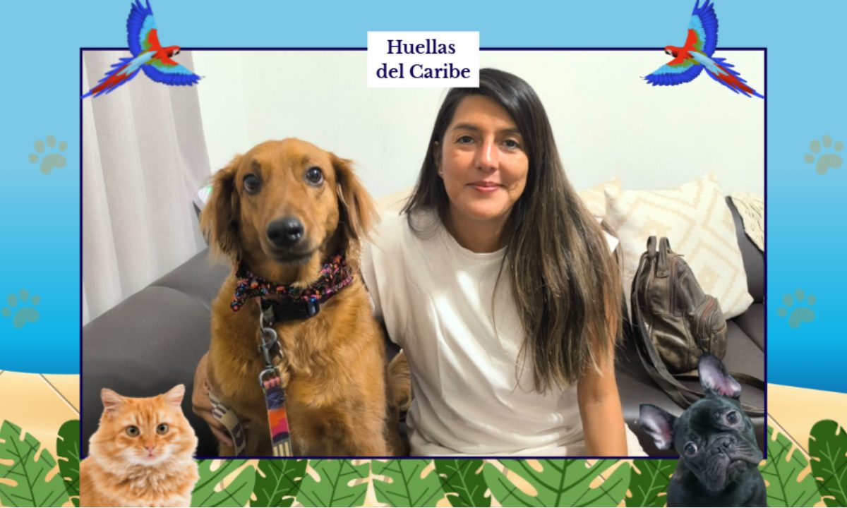 "Chanel", la perrita chocolate que llegó bajo la lluvia y se quedó para siempre, una historia de amor y rescate que forma parte de Huellas del Caribe.