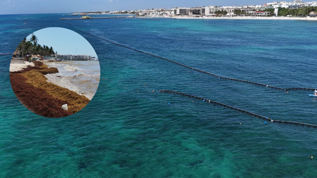 Trabajos de instalación de barreras antisargazo en Playa del Carmen, en coordinación con la SEMAR y el sector privado, previo a la temporada de mayor recale del Caribe mexicano.
