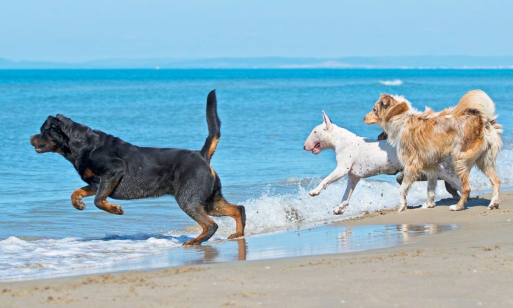 Ruta Pet Friendly en Playa del Carmen
