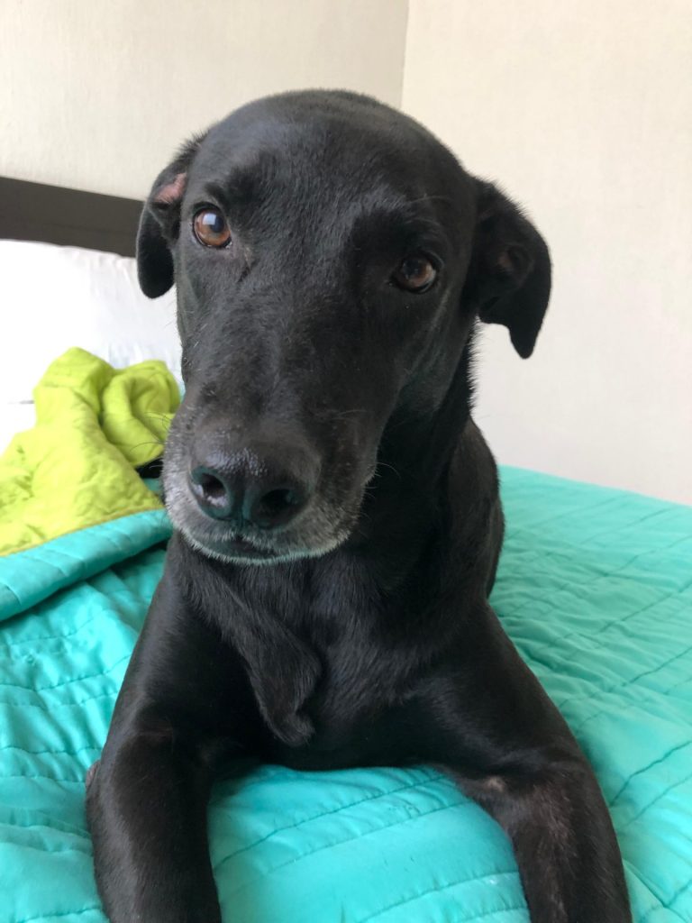 "Chanel", la perrita chocolate que llegó bajo la lluvia y se quedó para siempre, una historia de amor y rescate que forma parte de Huellas del Caribe.