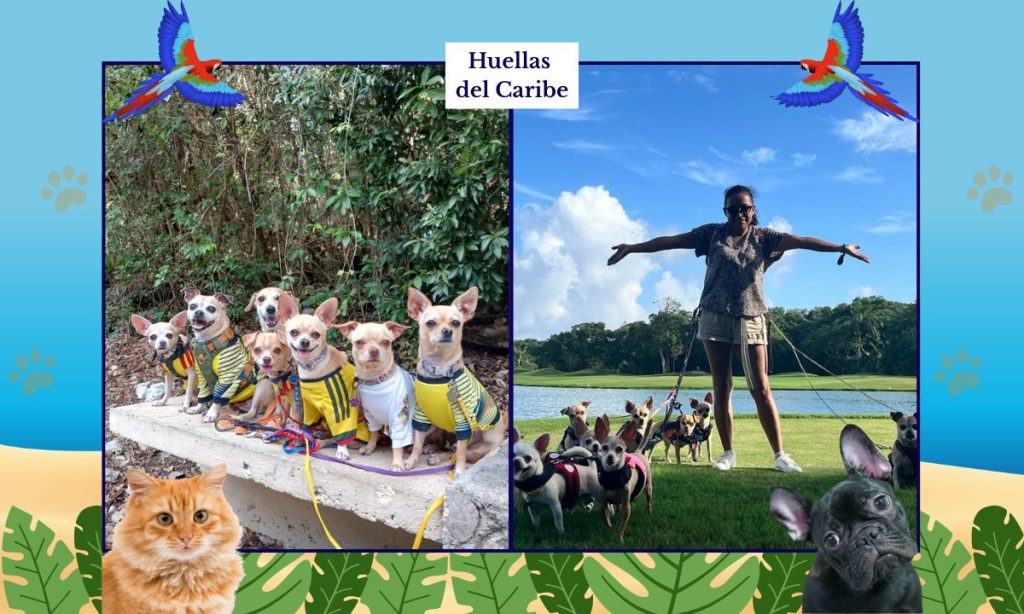 Alejandra Jiménez y sus perritos chihuahua de Playa del Carmen, su familia perruna y compañeros de vida. 🐾