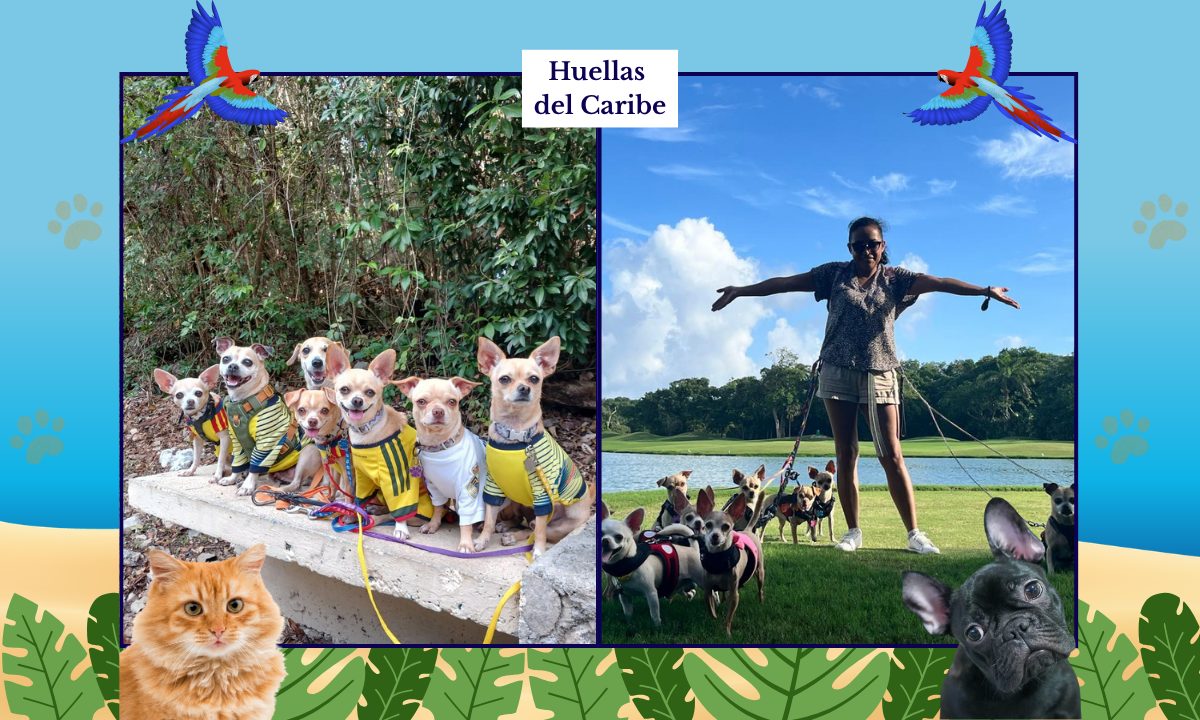 Alejandra Jiménez y sus perritos chihuahua de Playa del Carmen, su familia perruna y compañeros de vida. 🐾