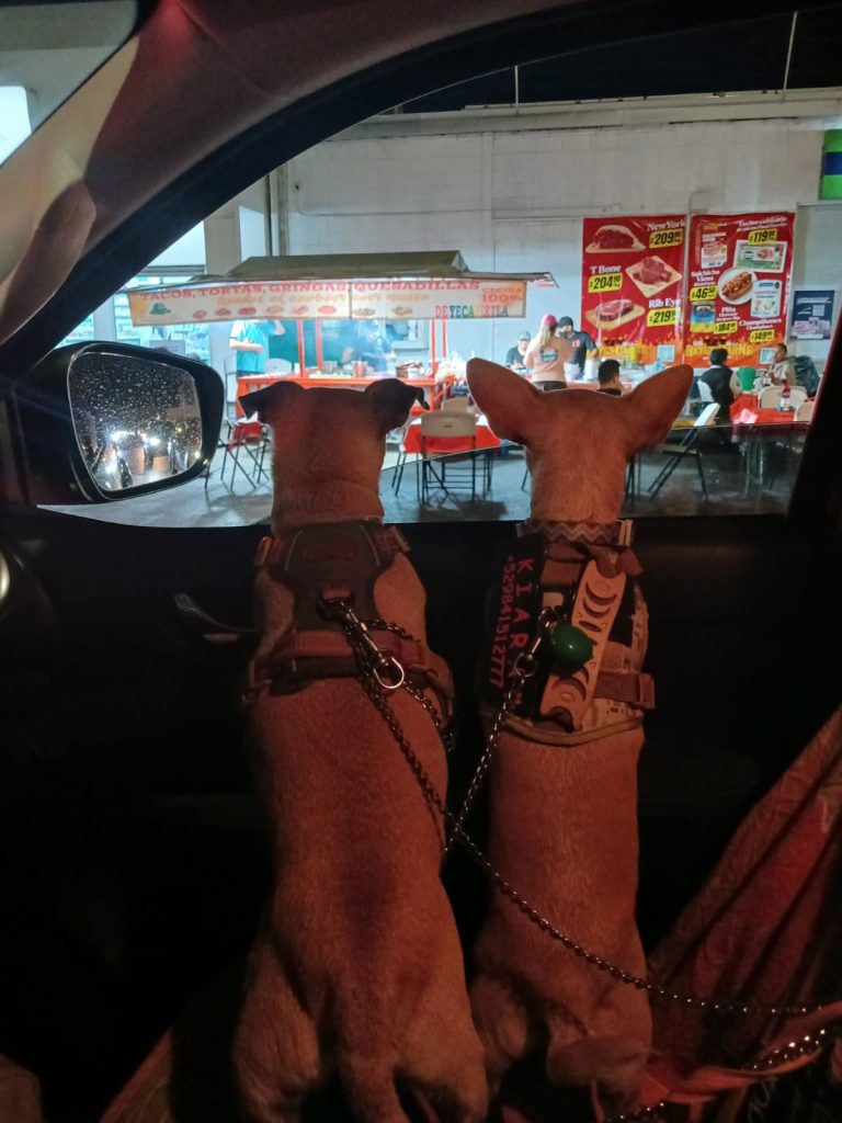 Alejandra Jiménez y sus perritos chihuahua de Playa del Carmen, su familia perruna y compañeros de vida. 🐾