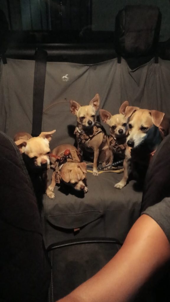 Alejandra Jiménez y sus perritos chihuahua de Playa del Carmen, su familia perruna y compañeros de vida. 🐾