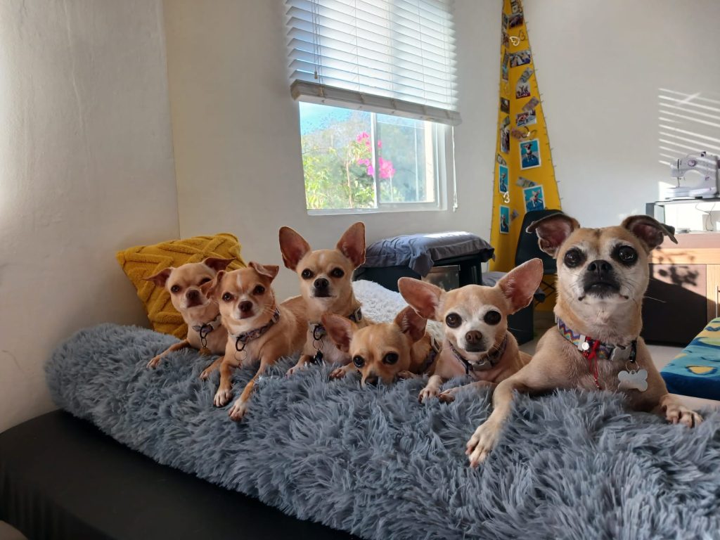 Alejandra Jiménez y sus perritos chihuahua de Playa del Carmen, su familia perruna y compañeros de vida. 🐾