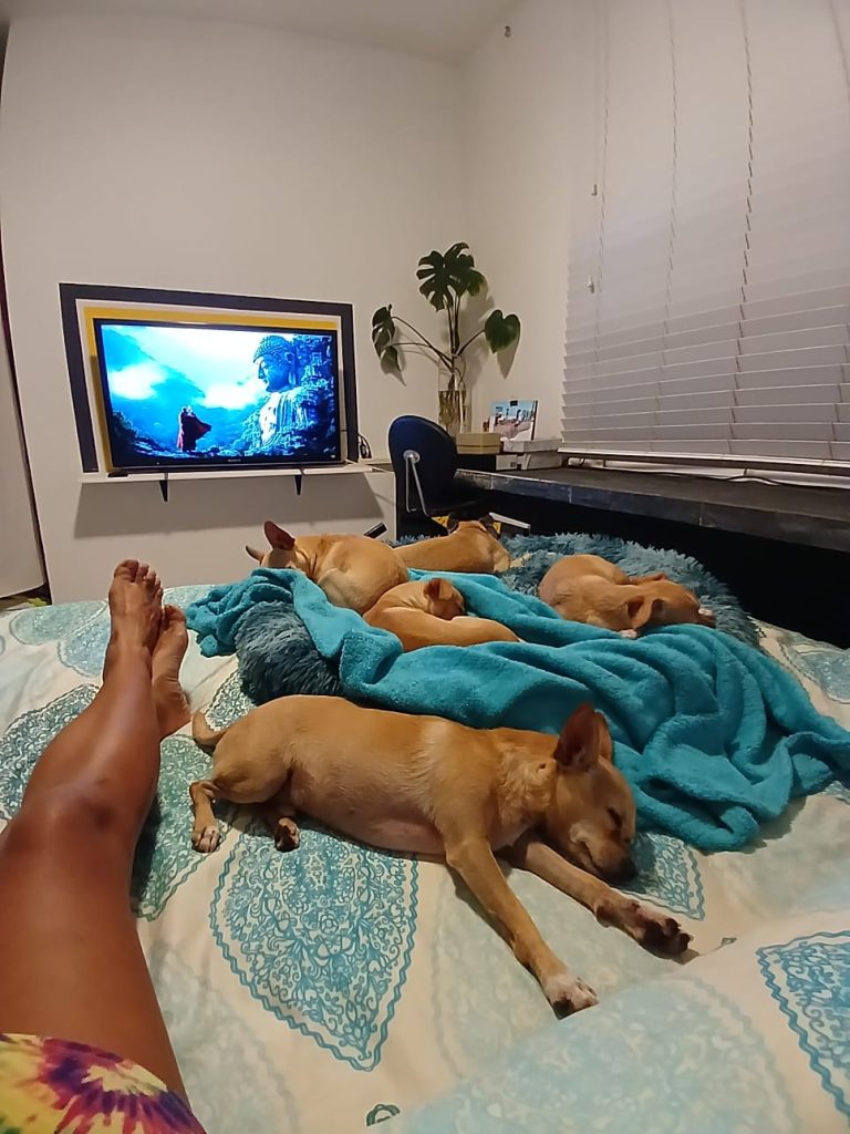 Alejandra Jiménez y sus perritos chihuahua de Playa del Carmen, su familia perruna y compañeros de vida. 🐾