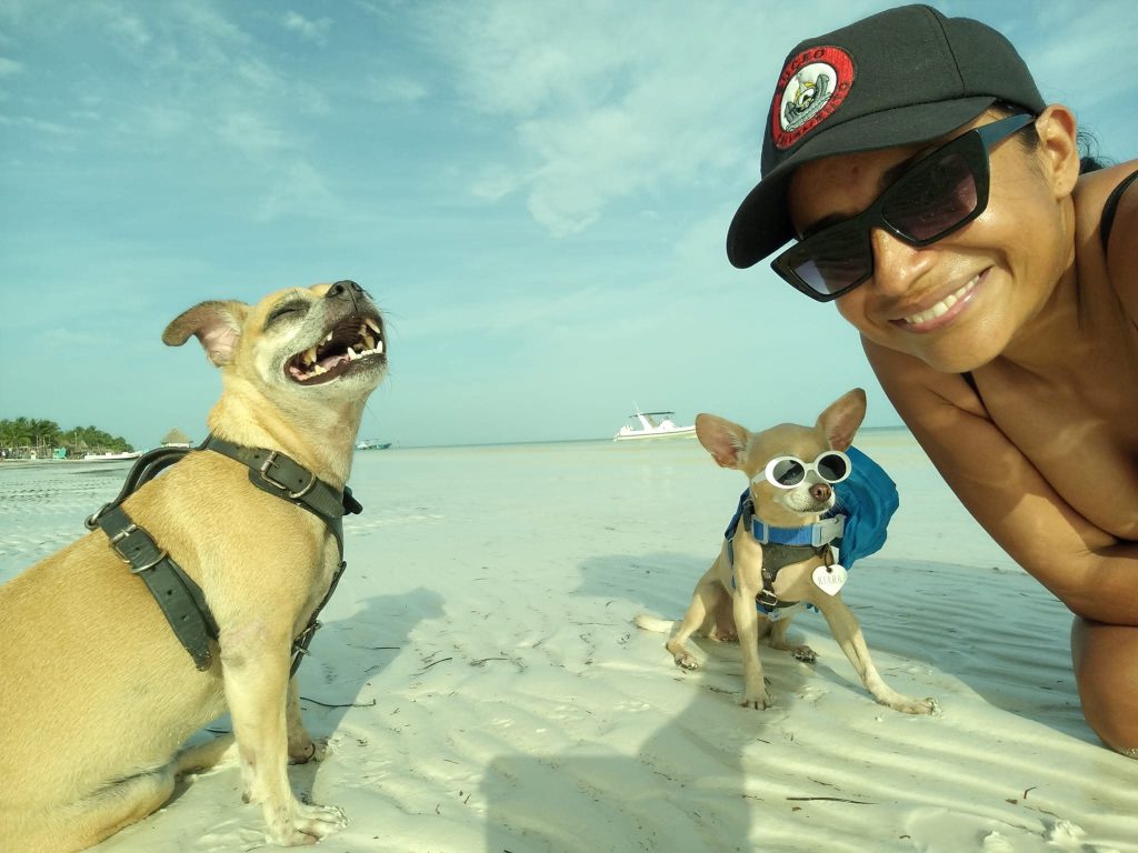 Alejandra Jiménez y sus perritos chihuahua de Playa del Carmen, su familia perruna y compañeros de vida. 🐾