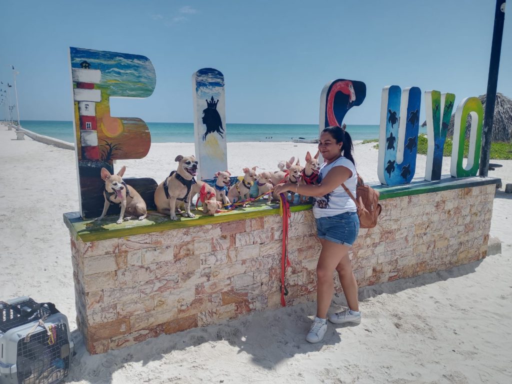Alejandra Jiménez y sus perritos chihuahua de Playa del Carmen, su familia perruna y compañeros de vida. 🐾