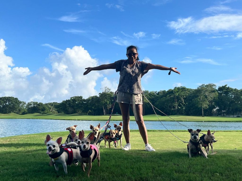 Alejandra Jiménez y sus perritos chihuahua de Playa del Carmen, su familia perruna y compañeros de vida. 🐾