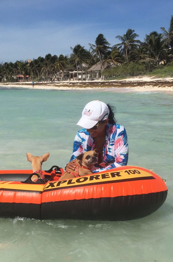 Alejandra Jiménez y sus perritos chihuahua de Playa del Carmen, su familia perruna y compañeros de vida. 🐾