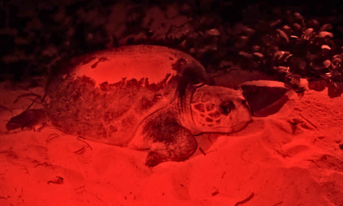 conservación ambiental de Cozumel 2