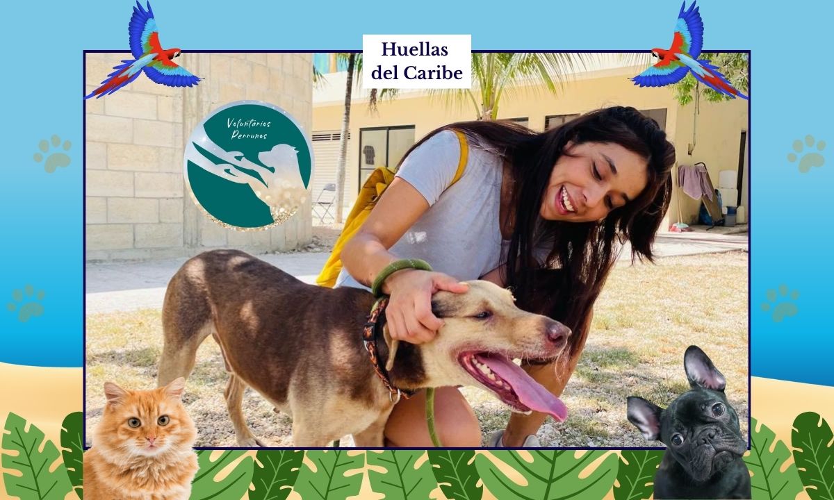 voluntarios perrunos 2