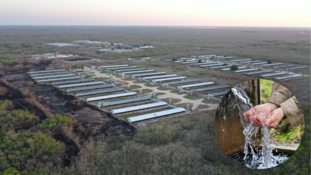 Las granjas porcícolas en Yucatán vierten residuos sin tratamiento y comprometen el agua potable de las comunidades mayas.