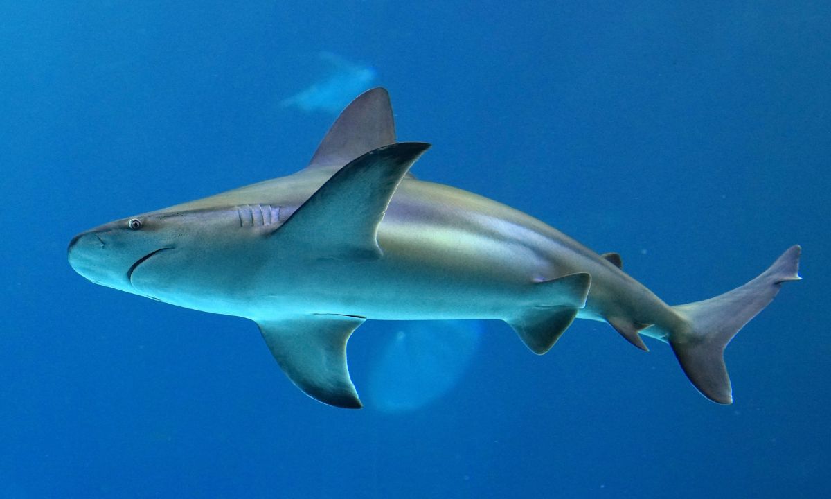 tiburón toro con solicitud ante el IMPI