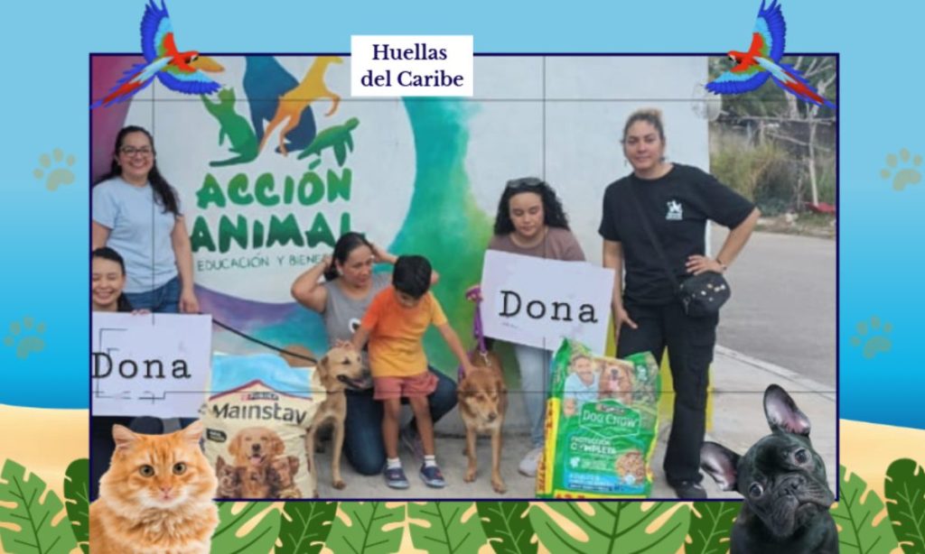 Acción Animal Playa del Carmen ha rescatado a más de 10 mil perros, gatos y otros animales víctimas de maltrato.