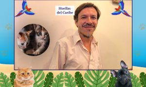 Carlos Flores, conocido como "El Abogato" de Playa del Carmen, dedica su tiempo libre al rescate de gatos y perros.