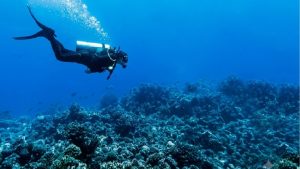 La actividad de buceo en Playa del Carmen se mantiene gracias a las visitas a cenotes como Dos Ojos y Gran Cenote.
