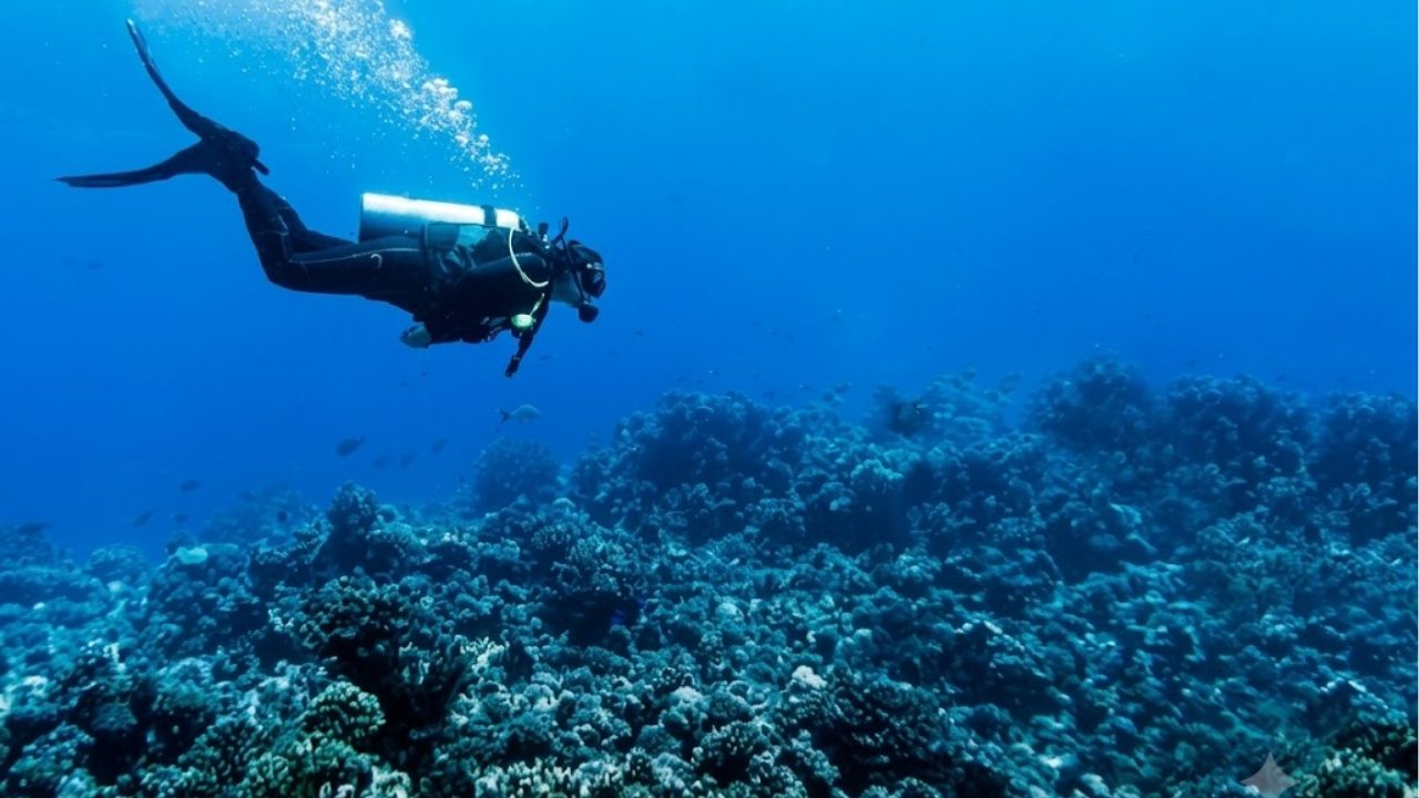 La actividad de buceo en Playa del Carmen se mantiene gracias a las visitas a cenotes como Dos Ojos y Gran Cenote.