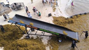 Banda anfibia en acción durante la limpieza de sargazo en la Riviera Maya, en Playa Fundadores.