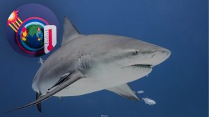 Tiburones en Quintana Roo, en riesgo por el calentamiento global.