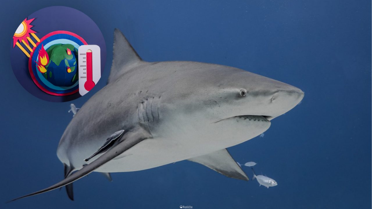 Tiburones en Quintana Roo, en riesgo por el calentamiento global.