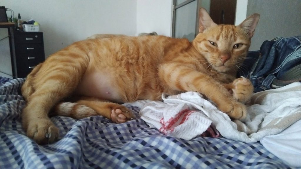 Carlos Flores, conocido como "El Abogato" de Playa del Carmen, dedica su tiempo libre al rescate de gatos y perros.