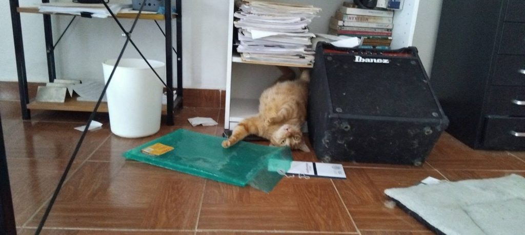 Carlos Flores, conocido como "El Abogato" de Playa del Carmen, dedica su tiempo libre al rescate de gatos y perros.