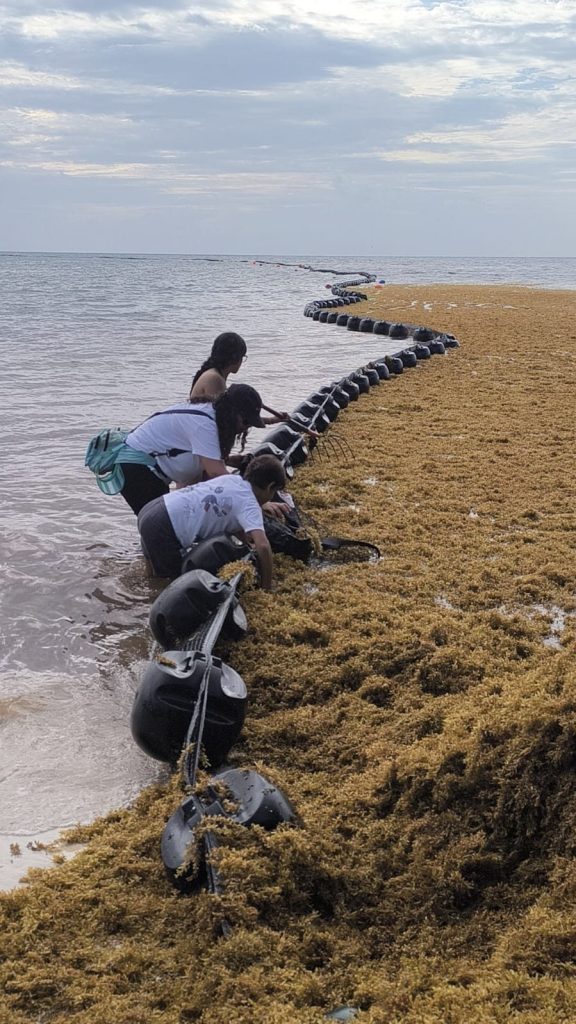 Banda anfibia en acción durante la limpieza de sargazo en la Riviera Maya, en Playa Fundadores.