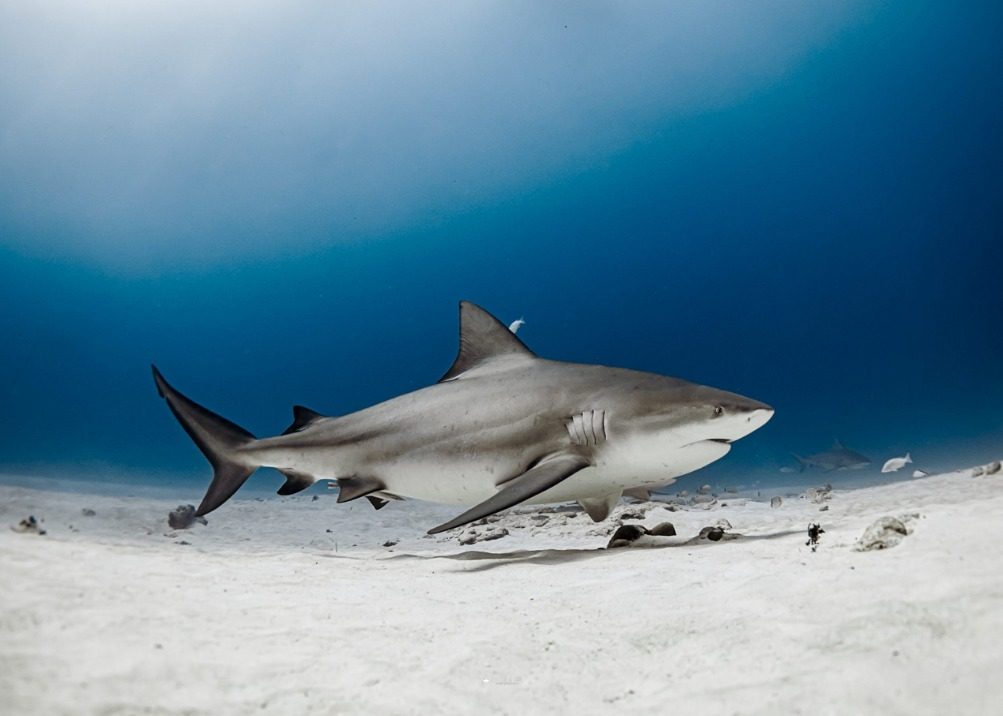 Tiburones en Quintana Roo, en riesgo por el calentamiento global.