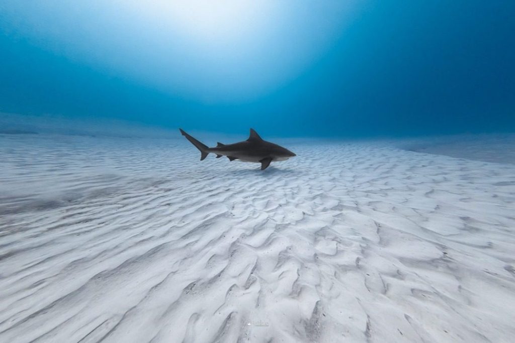 Tiburones en Quintana Roo, en riesgo por el calentamiento global.