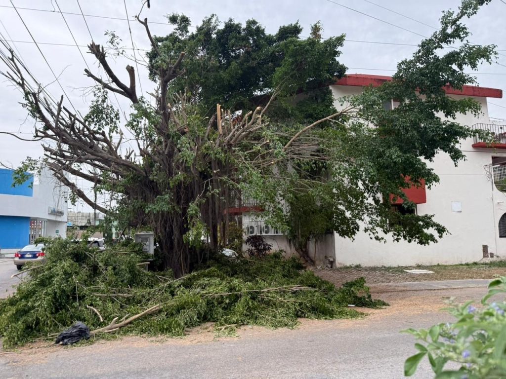 Reportan fallas eléctricas en Playa del Carmen durante trabajos de poda realizados por la CFE.