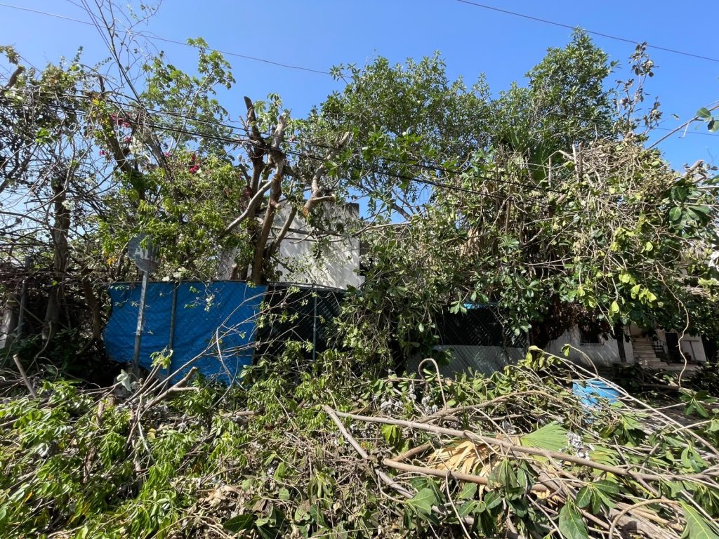 Reportan fallas eléctricas en Playa del Carmen durante trabajos de poda realizados por la CFE.