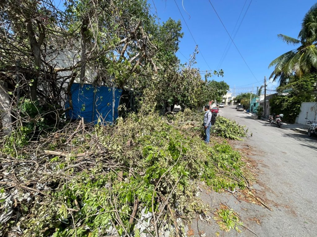 Reportan fallas eléctricas en Playa del Carmen durante trabajos de poda realizados por la CFE.