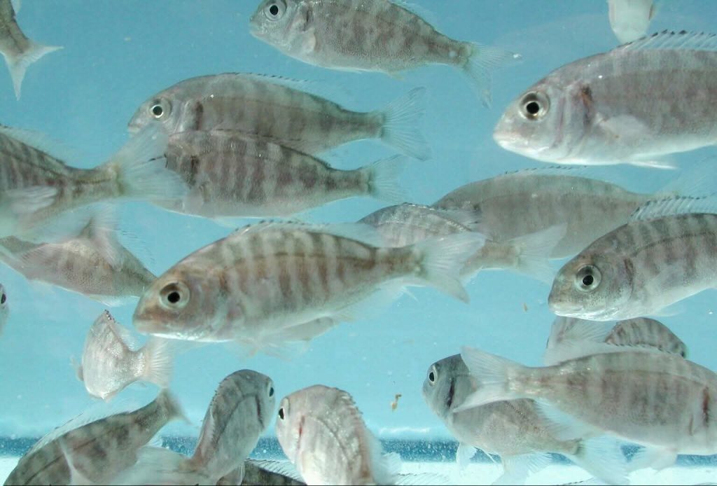 Las granjas acuícolas en Playa del Carmen producen tilapia para abastecer a hoteles y restaurantes de la zona.