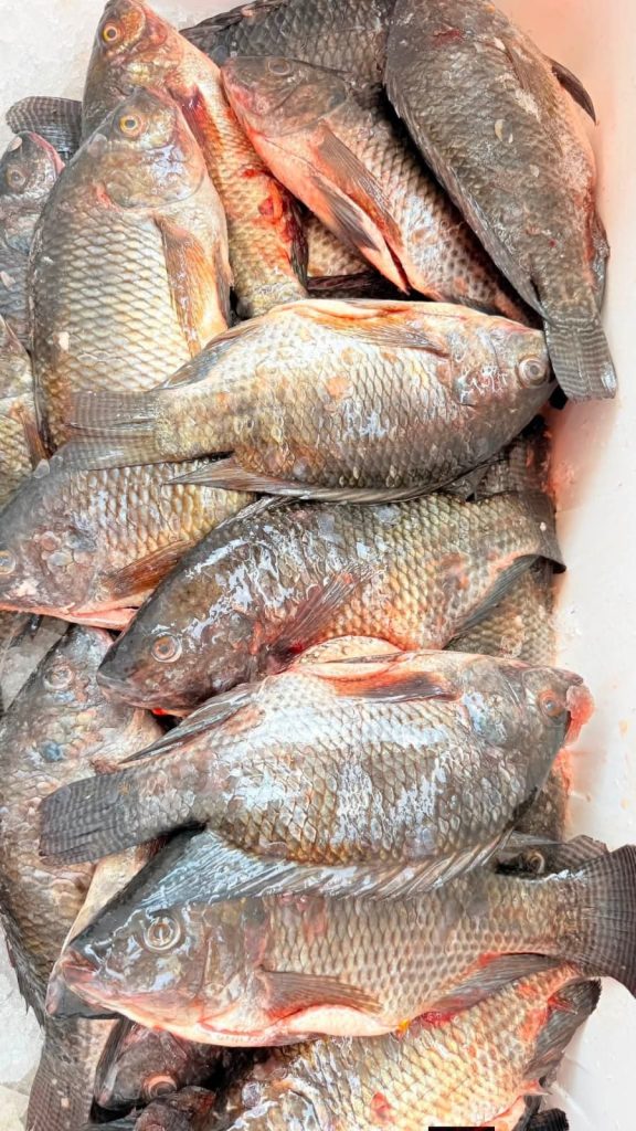 Las granjas acuícolas en Playa del Carmen producen tilapia para abastecer a hoteles y restaurantes de la zona.